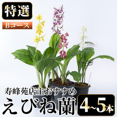 ふるさと納税 いちき串木野市 [個数限定]寿峰苑特選えびね蘭 店主おすすめ標準Bコース