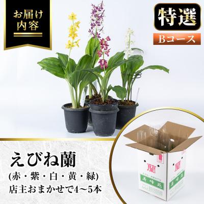 ふるさと納税 いちき串木野市 【個数限定】寿峰苑特選えびね蘭　店主おすすめ標準Bコース |  | 03