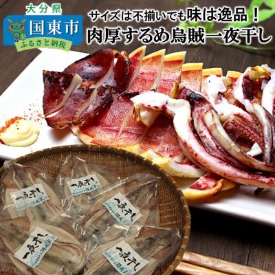 ふるさと納税 国東市 サイズは不揃いでも味は逸品!肉厚するめ烏賊一夜干し_1511R