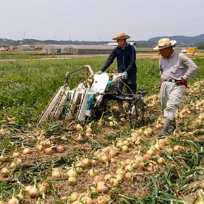 ふるさと納税 南あわじ市 【新玉・ひょうご推奨ブランド】新玉ねぎ(淡路玉三郎)3kg ◆配送3月上旬〜5月中の画像