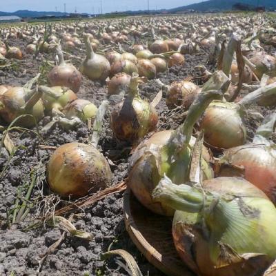 ふるさと納税 南あわじ市 【新玉・ひょうご推奨ブランド】新玉ねぎ(淡路玉三郎)3kg ◆配送3月上旬〜5月中の画像