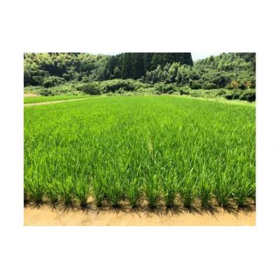 ふるさと納税 甲佐町 ★令和8年11月から発送予定★甲佐町 上田晋也さんが育てた美味しいお米【玄米30kg】ZAの画像
