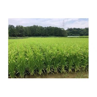 ふるさと納税 甲佐町 ★令和8年11月から発送予定★甲佐町 上田晋也さんが育てた美味しいお米【玄米30kg】ZAの画像