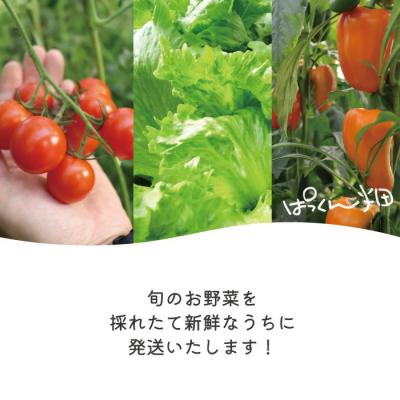 ふるさと納税 四万十市 【4回定期便】ぱっくん畑の秋・冬野菜セット約5種類【R8.11月〜R9.2月まで毎月1回】 |  | 02