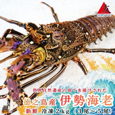 ふるさと納税 徳之島町 新鮮なまますぐ冷凍!!徳之島産冷凍伊勢海老2kg(3尾〜5尾) | 