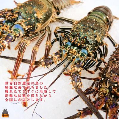 ふるさと納税 徳之島町 新鮮なまますぐ冷凍!!徳之島産冷凍伊勢海老2kg(3尾〜5尾) |  | 01