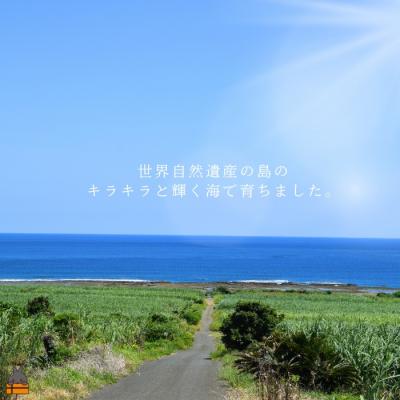ふるさと納税 徳之島町 新鮮なまますぐ冷凍!!徳之島産冷凍伊勢海老2kg(3尾〜5尾) |  | 03