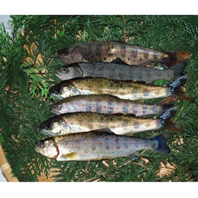 ふるさと納税 奈半利町 奈半利川の天然アメゴ(冷凍)4尾 107003