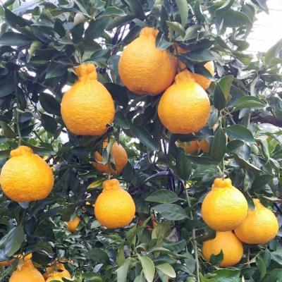 ふるさと納税 紀宝町 2L以上9玉〜12玉 たにぐち農園のハウス不知火[1月初旬〜下旬発送][mtn008A]