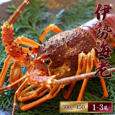 ふるさと納税 紀宝町 [先行受付]伊勢えび(活)1〜3尾 300〜450g[2025年10月中旬〜発送][enk001]