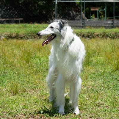 ふるさと納税 宍粟市 宍粟鹿肉100% 犬・猫の無添加おやつ 噛ませたい(ハードタイプ)O16