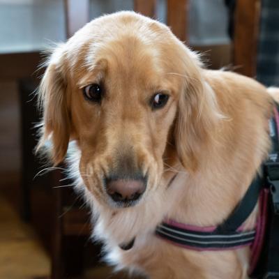 ふるさと納税 宍粟市 宍粟鹿肉100% 犬・猫の無添加おやつ 柔らかい(フリーズドライタイプ)O18