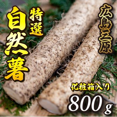 ふるさと納税 三原市 [先行受付]標高375mで採れた自然薯化粧箱入り800g[029-005]