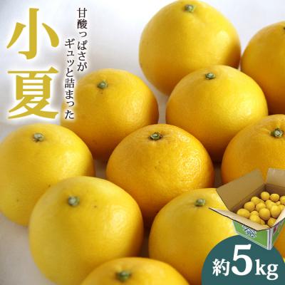 ふるさと納税 香南市 [2026年3月より順次配送分]小夏(日向夏) 約5kg 土佐小夏 高知 ku-0049