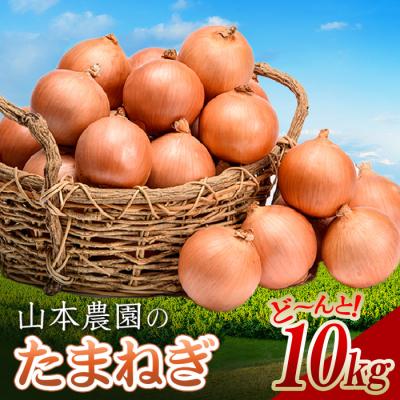 ふるさと納税 南幌町 北海道産 南幌町 山本農園のたまねぎ L〜L大サイズ前後 10kg | 