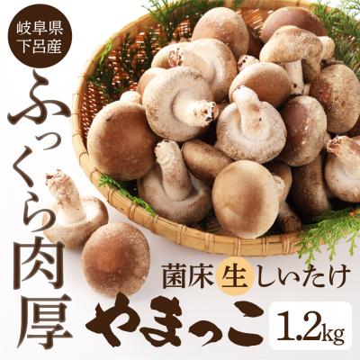 ふるさと納税 下呂市 [期間限定]菌床生椎茸 詰め合わせ 1.2kg しいたけ 生しいたけ[71-3]