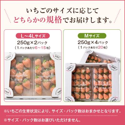 ふるさと納税 淡路市 淡路島アイランドベリー 白苺淡雪 2〜4P入【3月発送先行受付・お届け日指定不可】　as14041 |  | 01