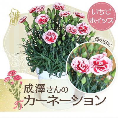 ふるさと納税 庄内町 [5月初旬より順次発送]成澤さんのカーネーション いちごホイップ(入金期限:2026.4.30)