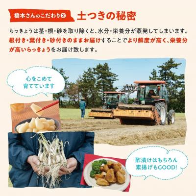 ふるさと納税 鳥取市 橋本さんちの根付き生らっきょう 6kg_3