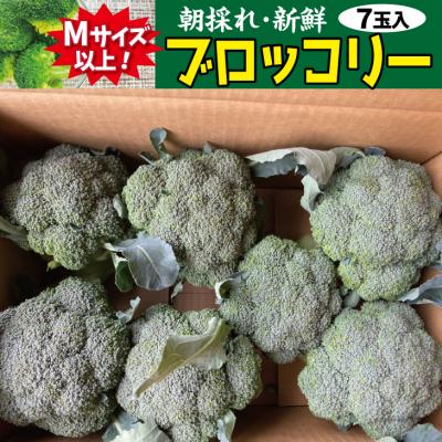 ふるさと納税 普代村 [先行受付] 新鮮 朝採れブロッコリー Mサイズ以上7玉 野菜 サラダ