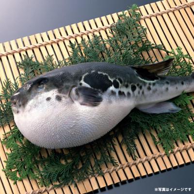ふるさと納税 南あわじ市 【冷蔵】淡路島3年とらふぐ(活てっちり・てっさ3人前)◆配送期間10月25日〜3月31日 |  | 02