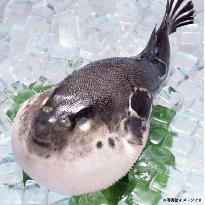 ふるさと納税 南あわじ市 【冷蔵】淡路島3年とらふぐ(活てっさ4人前)◆配送期間10月25日〜3月31日 |  | 02