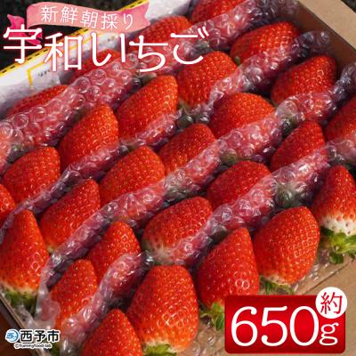 ふるさと納税 西予市 &lt;[農家厳選]かんちゃん農園 1箱(約650g) 新鮮朝採り 宇和いちご&gt; フルーツ 果物 かおりの