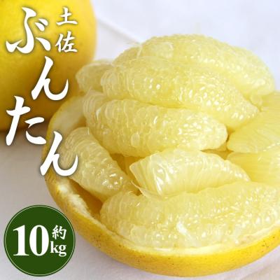 ふるさと納税 香南市 間城農園 土佐文旦10kg (2L〜4Lサイズ) - 高知産 土佐文旦 柑橘 ms-0066