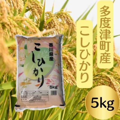 ふるさと納税 多度津町 [令和7年産]多度津町産こしひかり 5kg [L-38]
