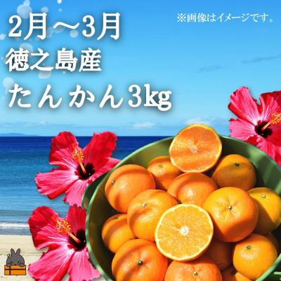 ふるさと納税 徳之島町 フルーツアイランド徳之島 季節のフルーツ定期便 ( マンゴー たんかん パッション ) |  | 01