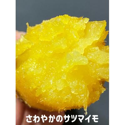 サツマイモさん専用 ふるさと納税 鳴門市 【先行受付中・2026年10月頃より順次発送