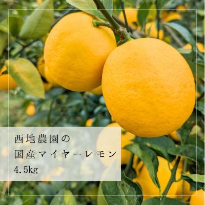 ふるさと納税 紀宝町 西地農園の国産マイヤーレモン 4.5kg[2025年12月末〜1月上旬頃に発送][mnd008B]
