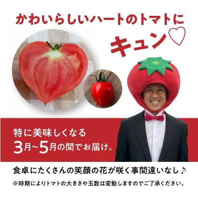 ふるさと納税 碧南市 【2027年発送】ファーストトマト&トマトベリー 計1.4kg(3月〜5月で発送)　H004-197 |  | 02
