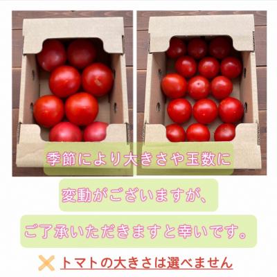 ふるさと納税 碧南市 【事前受付】たった3ヶ月しか食べられない　ファーストトマト 約700g　H004-225 |  | 02