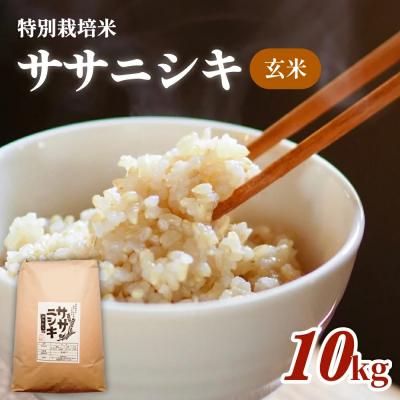 ふるさと納税 石巻市 特別栽培米 ササニシキ 玄米 10kg 米 ご飯 家庭用 10キロ 宮城県産 石巻 主食
