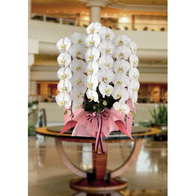 ふるさと納税 北本市 「世界らん展」で3度グランプリを受賞した国分寺洋蘭園による胡蝶蘭(大輪)白3本