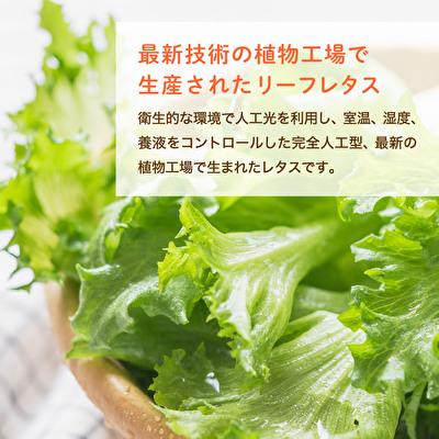 ふるさと納税 加西市 レタス ピュアリーフ 6個入り リーフレタス 栽培期間中 無農薬 新鮮 [No5698-1197] |  | 01