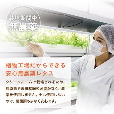 ふるさと納税 加西市 レタス ピュアリーフ 6個入り リーフレタス 栽培期間中 無農薬 新鮮 [No5698-1197] |  | 02