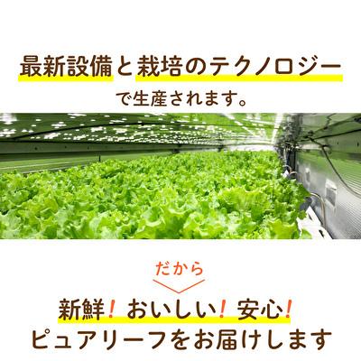 ふるさと納税 加西市 レタス ピュアリーフ 6個入り リーフレタス 栽培期間中 無農薬 新鮮 [No5698-1197] |  | 03
