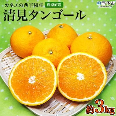 ふるさと納税 西予市 <カネエの西宇和産 清見タンゴール 3kg> 柑橘 西予 三瓶 農家直送 フルーツ くだもの