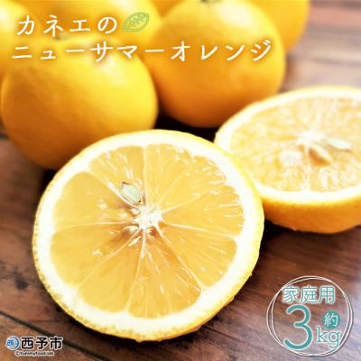 ふるさと納税 西予市 <カネエの西宇和産 越冬完熟ニューサマーオレンジ 3kg> 柑橘 フルーツ 果物 西予 家庭用
