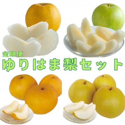 ふるさと納税 湯梨浜町 ゆりはま梨セット(15M.)