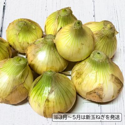 ふるさと納税 南あわじ市 【12ヶ月定期便】 特別栽培の玉ねぎ 『戎珠(えびすたま)』 5kgの画像