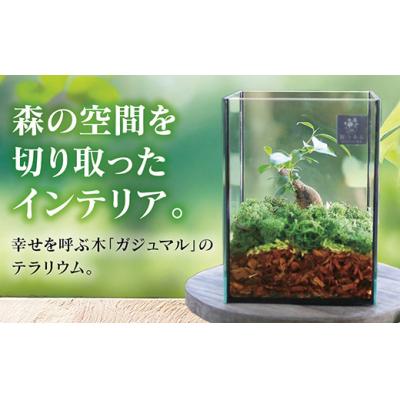 ふるさと納税 山口市 観葉植物[テラリウムSサイズ](花うるるモダンインテリアギフトガジュマルガラスケース D041 | 