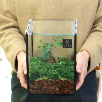 ふるさと納税 山口市 観葉植物[テラリウムSサイズ](花うるるモダンインテリアギフトガジュマルガラスケース D041 |  | 01