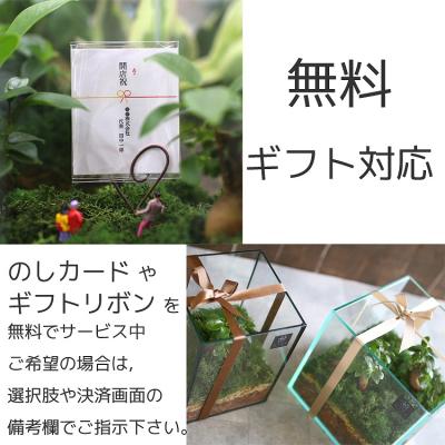 ふるさと納税 山口市 観葉植物[テラリウムSサイズ](花うるるモダンインテリアギフトガジュマルガラスケース D041 |  | 02