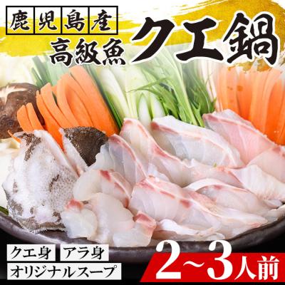 ふるさと納税 いちき串木野市 クエ鍋セット(2〜3人前)