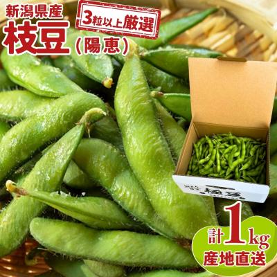ふるさと納税 三条市 [3粒以上を厳選] 朝採り枝豆 1kg 枝豆(陽恵) [堀川農園] 