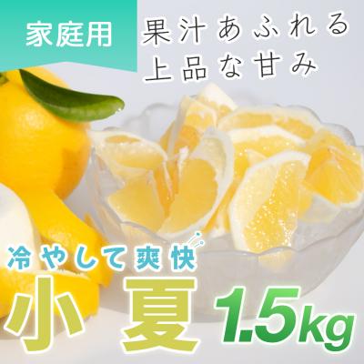 ふるさと納税 大月町 小夏 1.5kg 家庭用 日向夏 ニューサマーオレンジ くだもの 果物 旬の果物 高知県 大月町