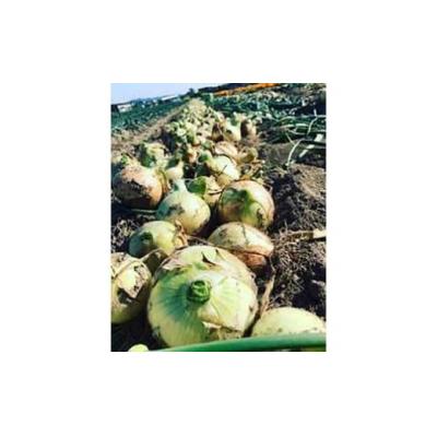 ふるさと納税 南あわじ市 ◆配送4月末〜[南あわじ農業女子部]淡路島の農家の嫁から直送「完熟新玉ねぎ 早生 5kg」